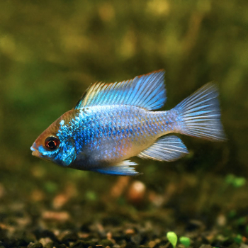 Neon Blauer Schmetterlingsbuntbarsch, Papiliochromis ramirezi electric blue